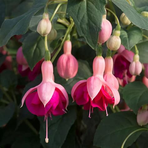 Award Winning Hardy Fuchsias Plants Richard Jackson Garden