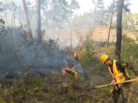 Veinticuatro Detenidos Por Provocar Incendios Forestales Reporta Ffaa