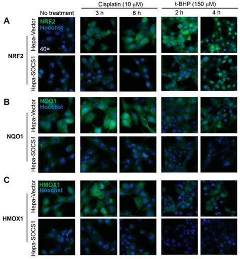 Cancers Free Full Text The Tumor Suppressor Socs Diminishes