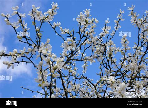 Trifoliate Orange Poncirus Trifoliata Stock Photo Alamy