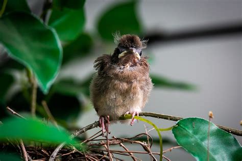 Cardinal Fledgling Bird Baby - Free photo on Pixabay