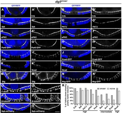 Dlg Is Specifically Required For Apical Polarity And Aj Al Dlg