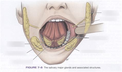 Salivary Glands Diagram Quizlet