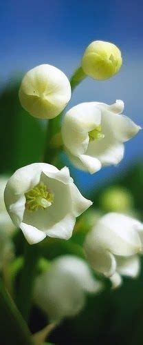 A Vis O Do Meu Mundo Flowersgardenlove Lily Of The Valley Beautiful