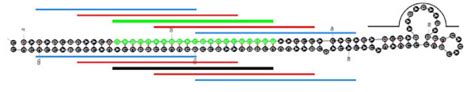 Oligonucleotide design strategy for Combimatrix custom oligonucleotide ...