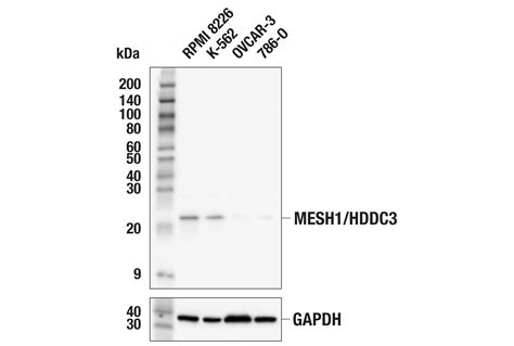 MESH1 HDDC3 E2U8P Rabbit MAb Cell Signaling Technology