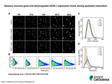 Sensory Neurons Grow And Downregulate UCHL1 Expression Levels During