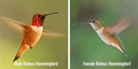 Male And Female Hummingbird Differences Nature Blog Network