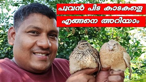 How To Identify Male And Female Quails What Is The Difference Between Male And Female Quail