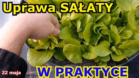 Uprawa Sa Aty W Praktyce Kompletny Filmik Youtube