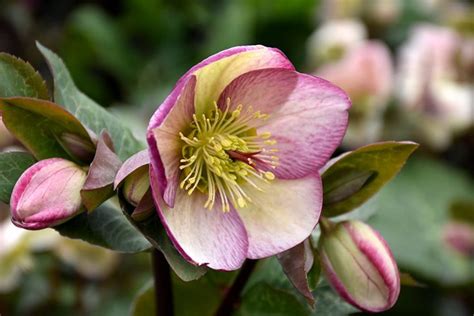 Frostkiss Glenda S Gloss Hellebore At Canadale Nurseries