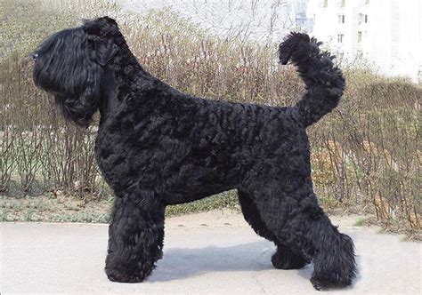 Russian Black Terrier Breeds