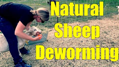 Deworming Sheep The Natural Way Youtube