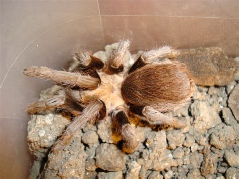 Texas brown tarantula - Wikipedia