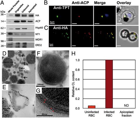 Atypical Lipid Composition In The Purified Relict Plastid Apicoplast Of Malaria Parasites Pnas