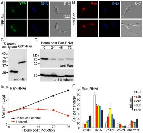 T Brucei Contains A Bona Fide Ran A B T Brucei Cells Stably