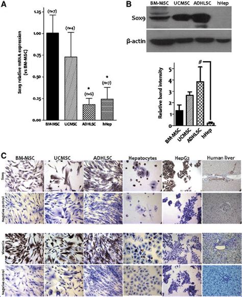 Basal Expression Of Sox In Mesenchymal Stem Progenitor Cells Cells