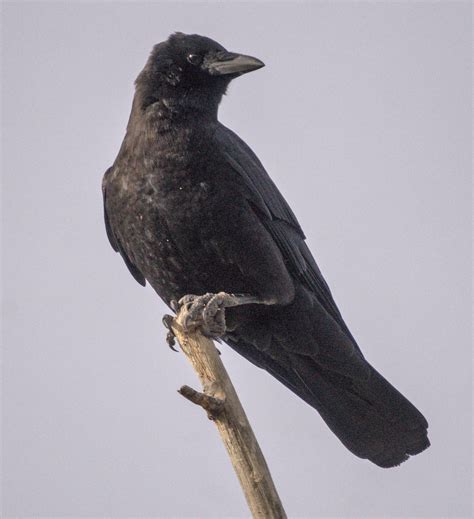 Corvid Of The Day DSC08165 Charles Rath Flickr