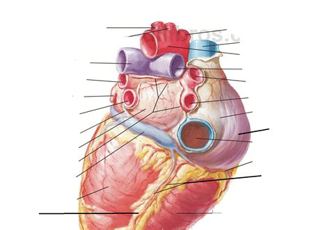 Juegos de Ciencias Juego de Anatomía del corazón Configuración