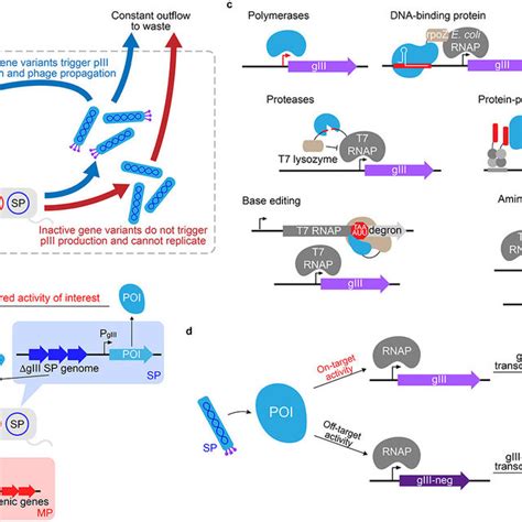 PDF Phage Assisted Continuous And Non Continuous Evolution