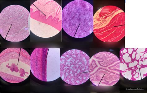 BIO 112 - Tissue Types Diagram | Quizlet