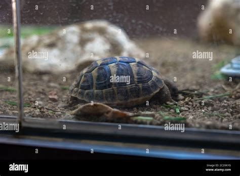 Turtle tortoise terrarium in zoo Barcelona Stock Photo - Alamy