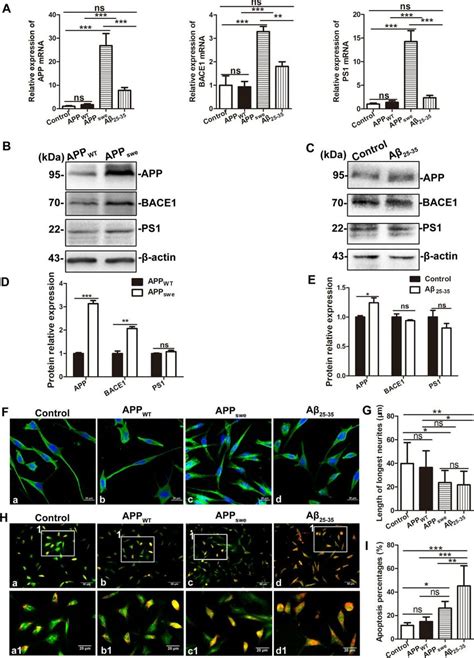 Comparison of SH-SY5Y cells (Control), SH-SY5Y cells transfected with ...