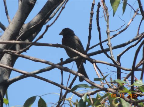 Finch In Mexico Evan Maldonado Flickr