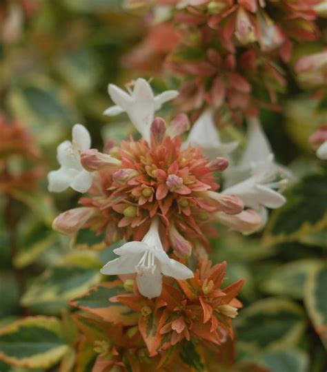 Abelia X Grandiflora Kaleidoscope Kaleidoscope Glossy Abelia From