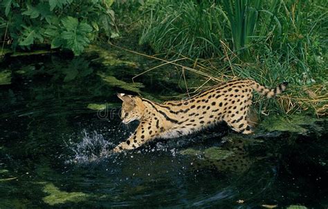 Serval Leptailurus Servus Pescar Adultos Foto De Archivo Imagen De