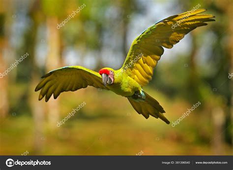 Great Green Macaw Flying