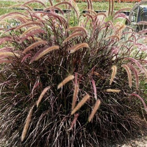 Red Fountain Grass | C&J Gardening Center