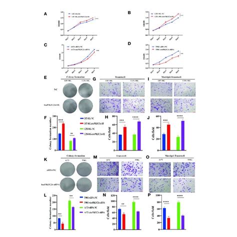 Mir 877 5p Suppress Cell Proliferation Colony Formation Invasion