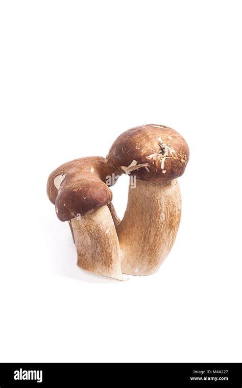 Cosechada En Oto O Incre Ble Triple Hongo Comestible Boletus Edulis