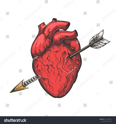 Human Heart Arrow Drawing Real Vector Stock Vector (Royalty Free) 1013654371 | Shutterstock