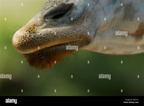 Snout of a giraffe Stock Photo - Alamy