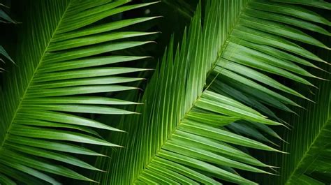 Exquisite Texture Of Palm Tree Leaves Background Palm Tree Leaves