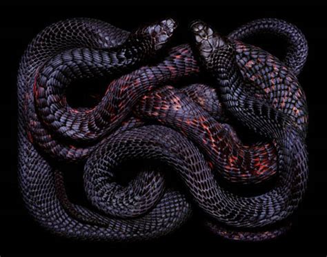 Most Amazing Serpent Art ~ Hampix