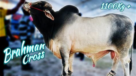 Biggest Brahman Cross Bull Of Fit And Fresh Agro 2023 Cattle Show