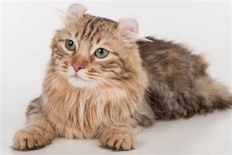 American Curl Cat Breed Profile Characteristics Care