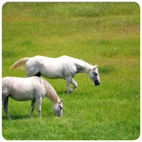 Planting Quality Pasture Grass Seed