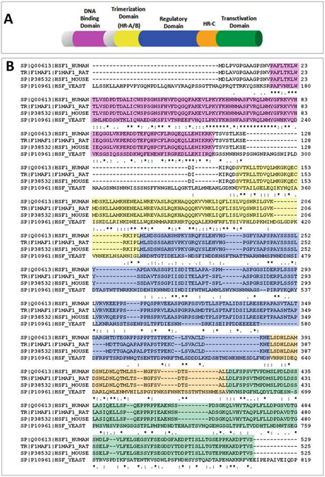 Domain Organization A And Sequence Alignments B For Human Rat