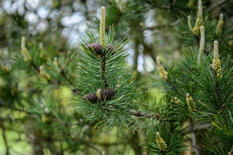 Pinus Mugo Specimen Bonsai Caragh Nurseries