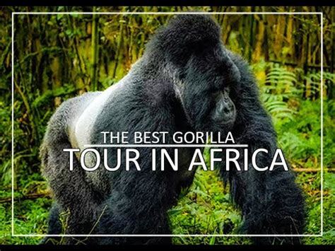 Best Gorilla Tour In Africa Choose The Best Gorilla Trekking Tour