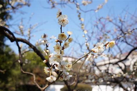 上海莘庄公园梅花盛开 感受初春浪漫上海旅游攻略 正在旅行