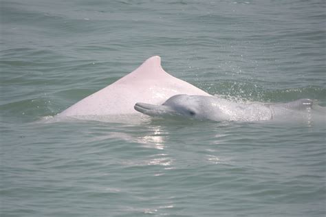 Chinese white dolphin numbers remain critically low WWF-Hong Kong urges ...