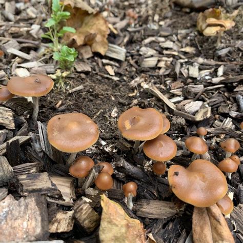 Psilocybe Cyanescens Spore Prints - Sonoran Spores *EXOTIC*