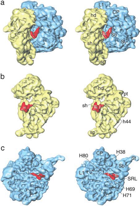 Stereoview Representations Of The Three Dimensional Cryo Em Structure