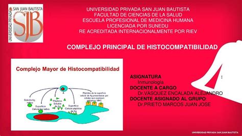 Complejo Mayor De Histocompatibilidad Medi Info Udocz