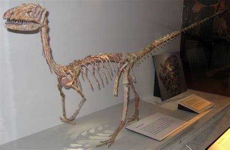 Coelophysis - Fossil Wiki, the paleontology wiki